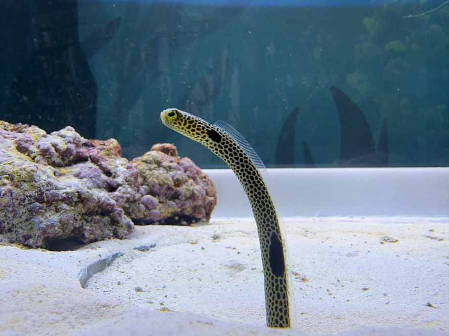 海生館蛇年展出「我的鰻朋友」 生肖蛇夜宿海生館獲花園鰻贈品 與海洋生物共度難忘新年