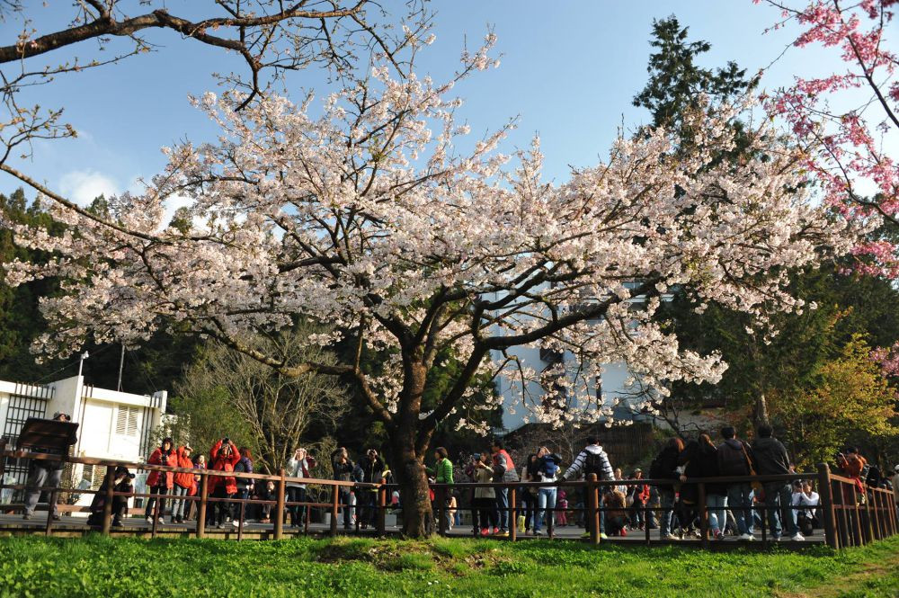 阿里山櫻花季3/10-4/10登場  入住阿里山賓館專案贈櫻豔繽紛福袋